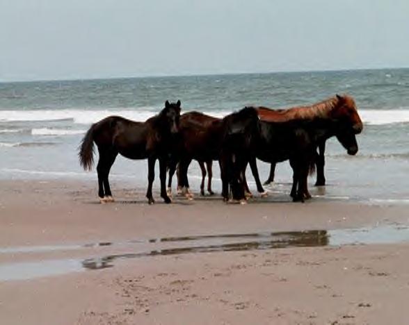 obx8.jpg